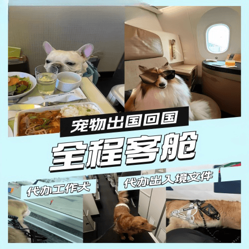 襄樊市宠物托运到白俄罗斯宠物入境规定和要求